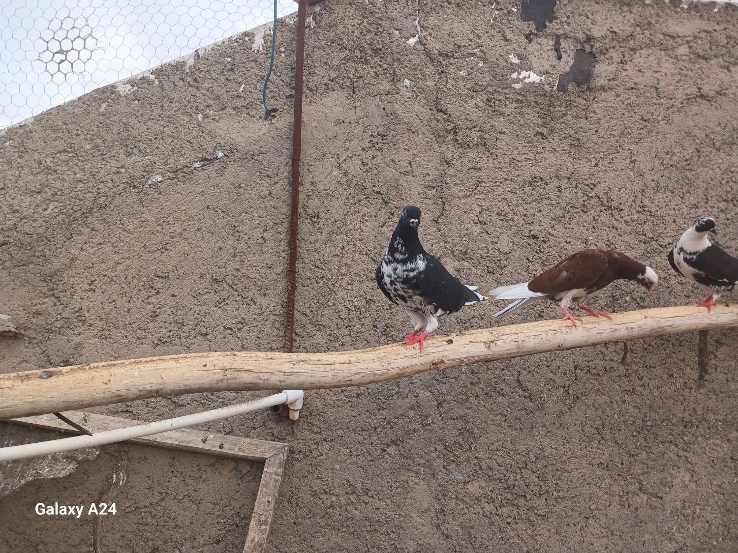 کبوتر سیاه و سفید بالغ ماده|پرنده|ابریشم, |دیوار