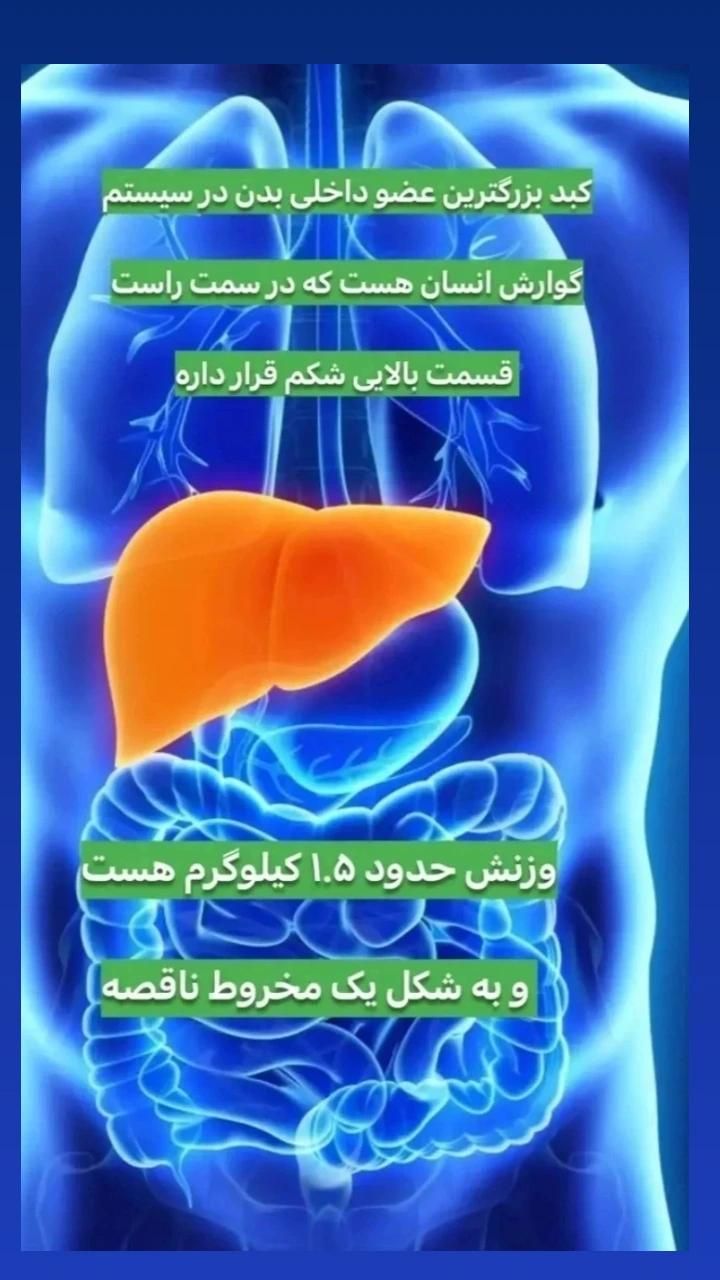 پاک سازی کبد چرب|آرایشی، بهداشتی، درمانی|گنبد کاووس, |دیوار