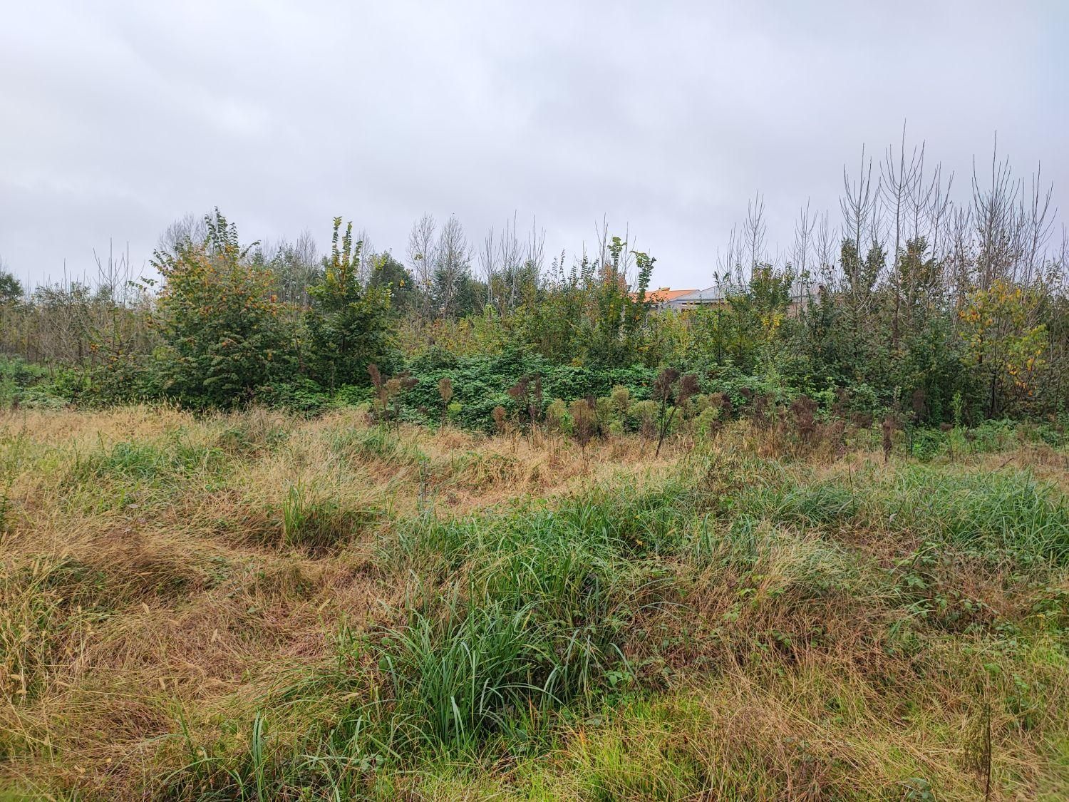 فروش زمین مسکونی سنددار در بلوار دیلمان لاهیجان|فروش زمین و ملک کلنگی|لاهیجان, بوجایه|دیوار