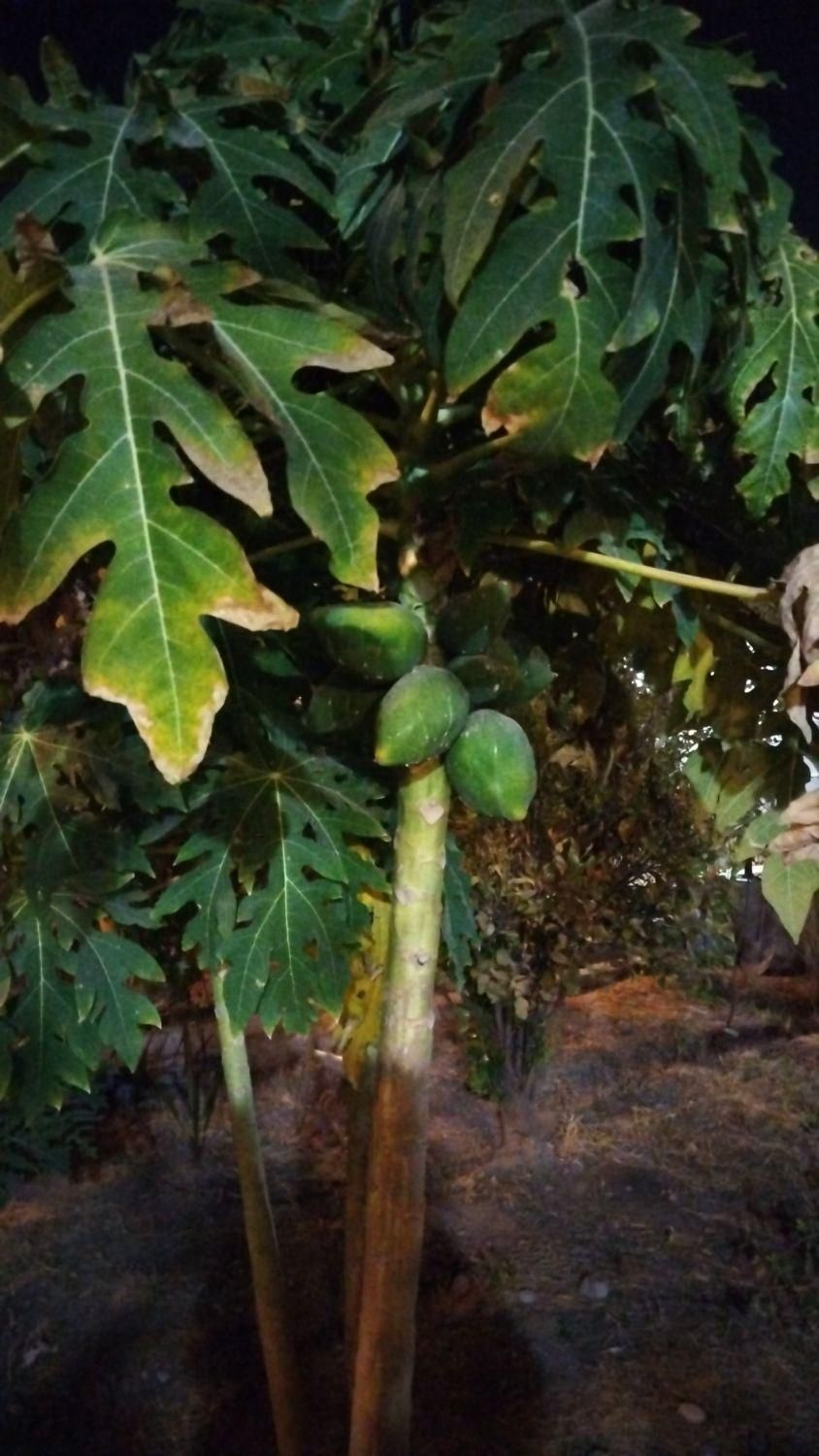 نظافت منزل|استخدام سرایداری و نظافت|دزفول, |دیوار