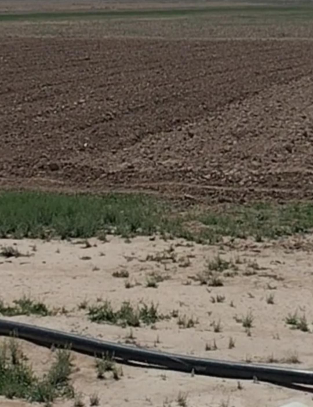 زمین آب استخر برای کشت زعفرون|اجارهٔ دفتر صنعتی، کشاورزی، تجاری|تربتحیدریه, ده پائین|دیوار