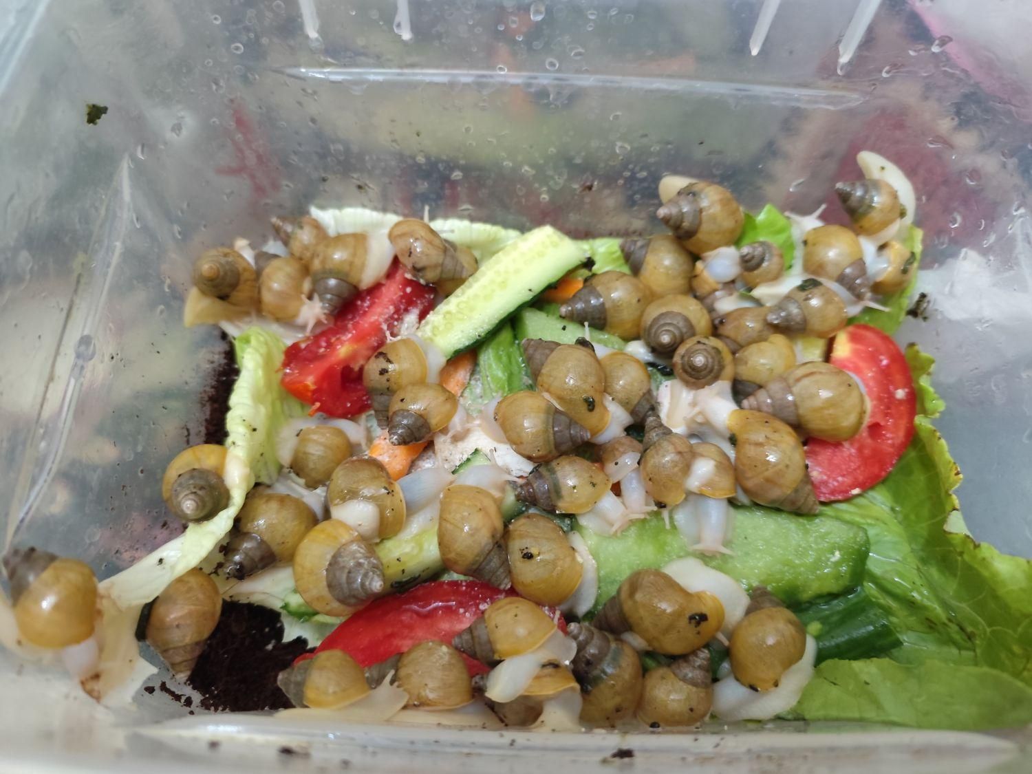 حلزون|خزنده|شیراز, بازار|دیوار