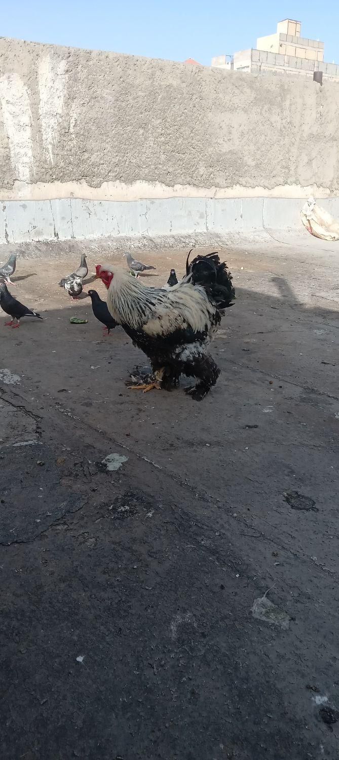 ۵تامرغوخروس|اسکان اضطراری|قم, انسجام|دیوار