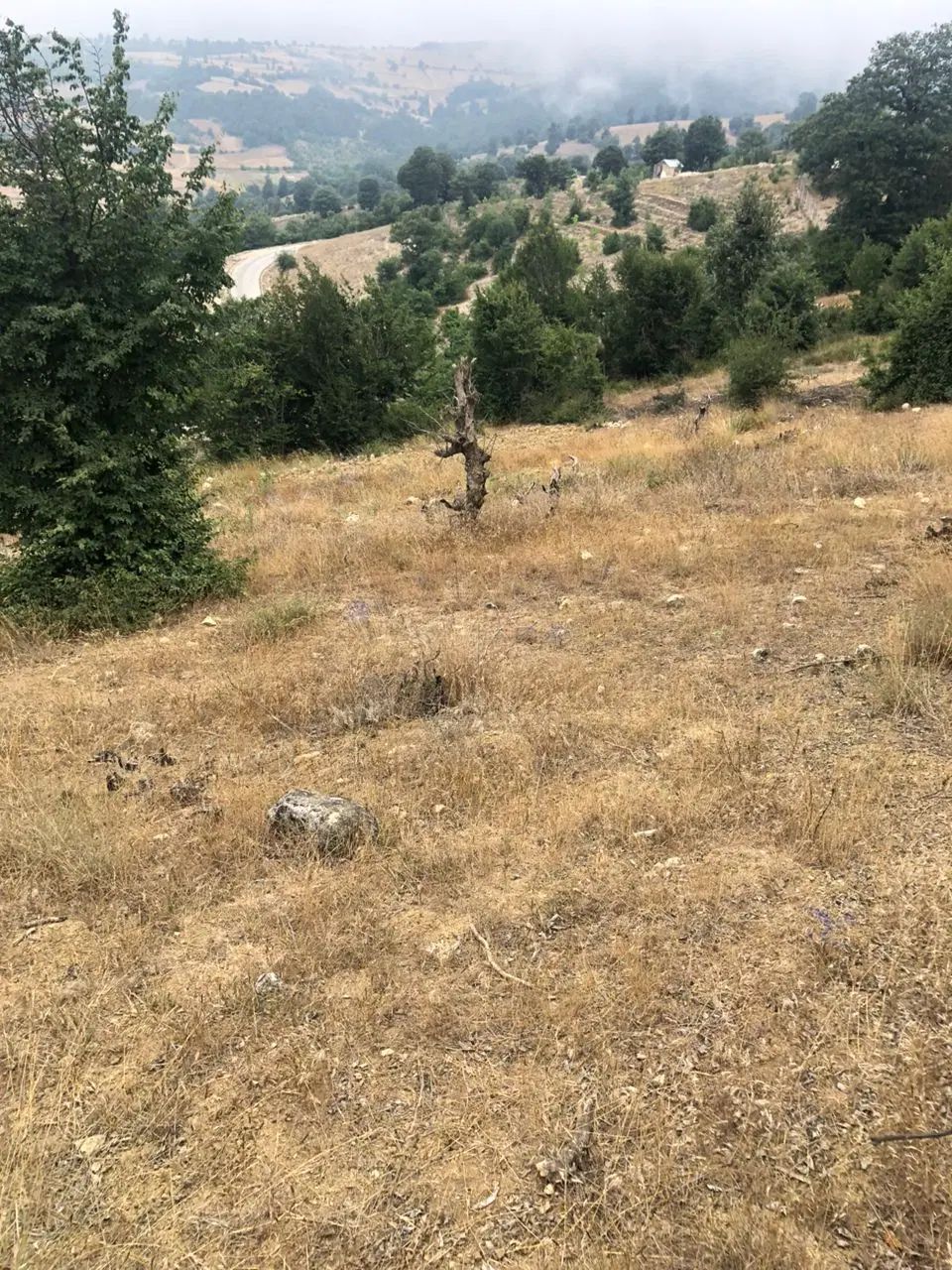 زمین در محدوده هزارجریب روستای مصیب محله|فروش زمین و ملک کلنگی|گلوگاه, |دیوار