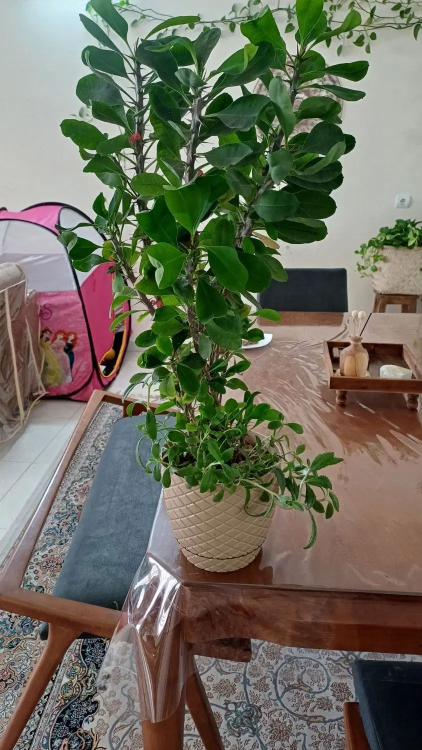 دو عدد حسن یوسف  دونه ۹۰. کاملا سر حال و شاداب|گل و گیاه طبیعی|گلبهار, شهر جدید گلبهار|دیوار
