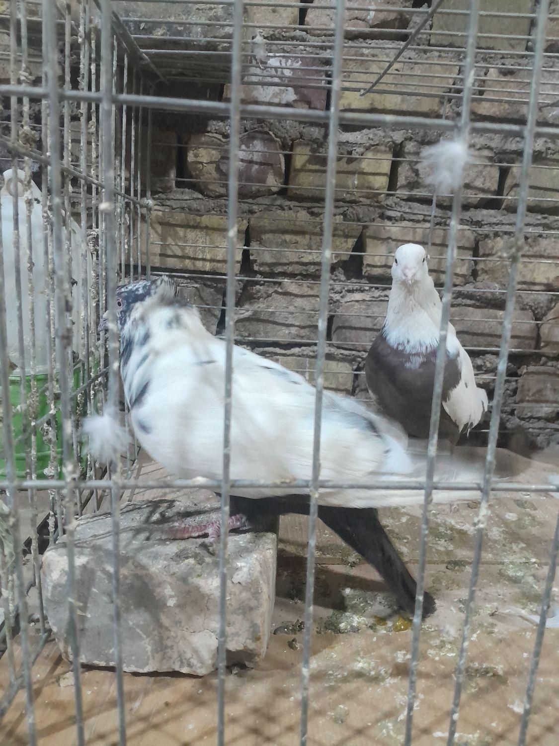 نرماده دم سیاه|پرنده|یزد, |دیوار