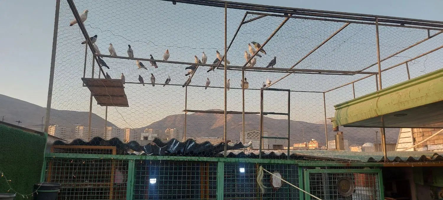 کبوتر وگنجه وخانه طور|پرنده|تهران, زیبادشت|دیوار