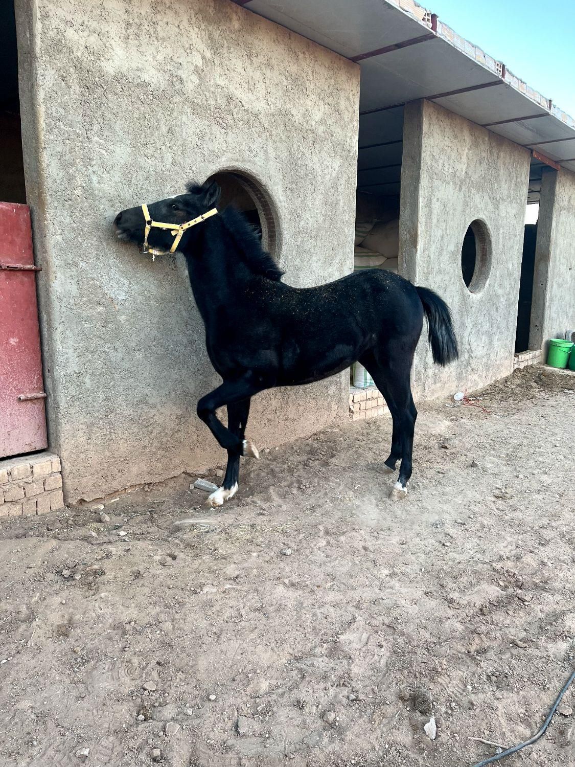 اسب مادیان|اسب و تجهیزات اسب‌سواری|میبد, |دیوار