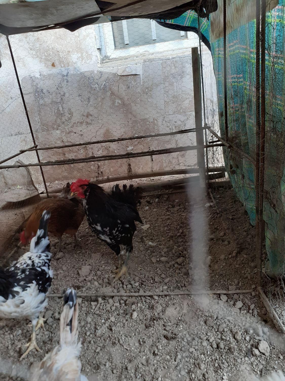 خروس گلین|پرنده|بجنورد, |دیوار