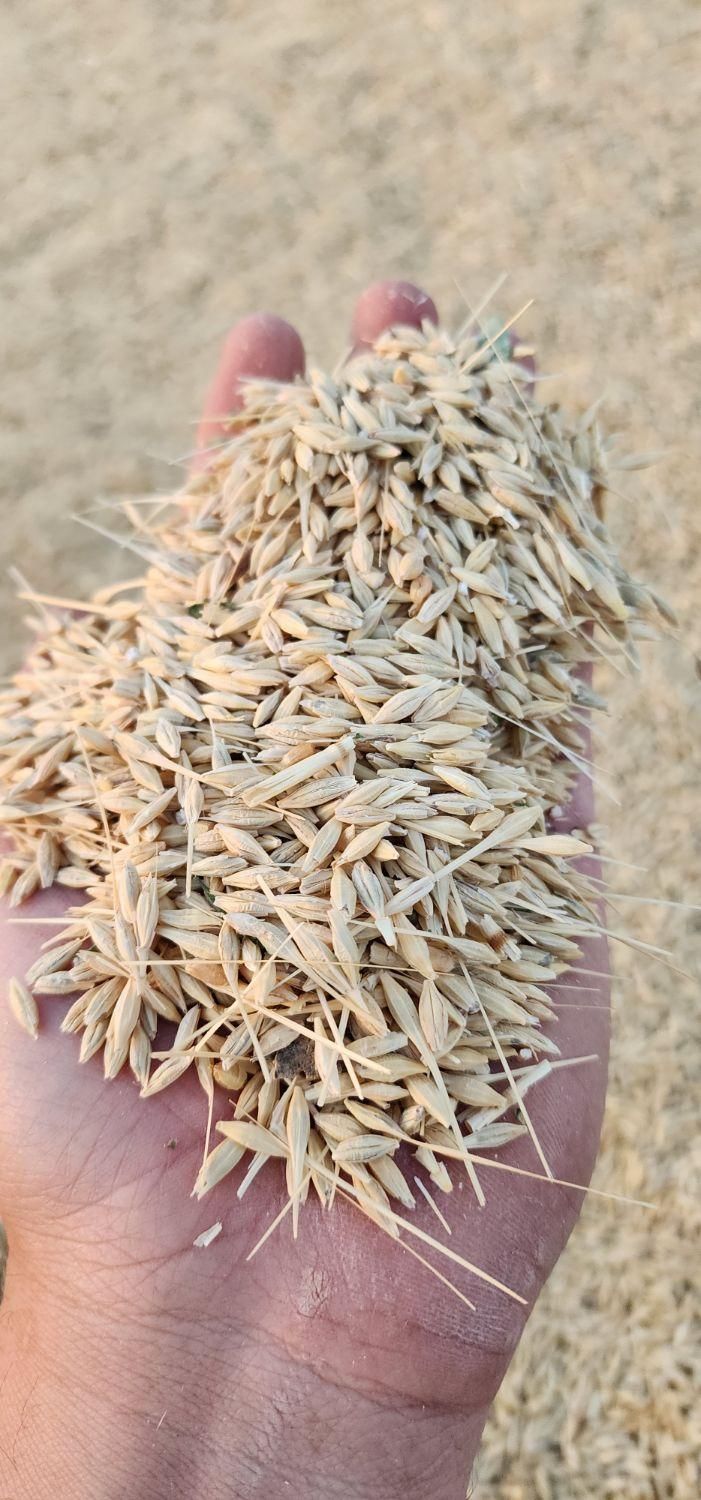 خریدار خارشتری کاه جو گندم پرس یونجه|خدمات باغبانی و درختکاری|مشهد, ده دی|دیوار