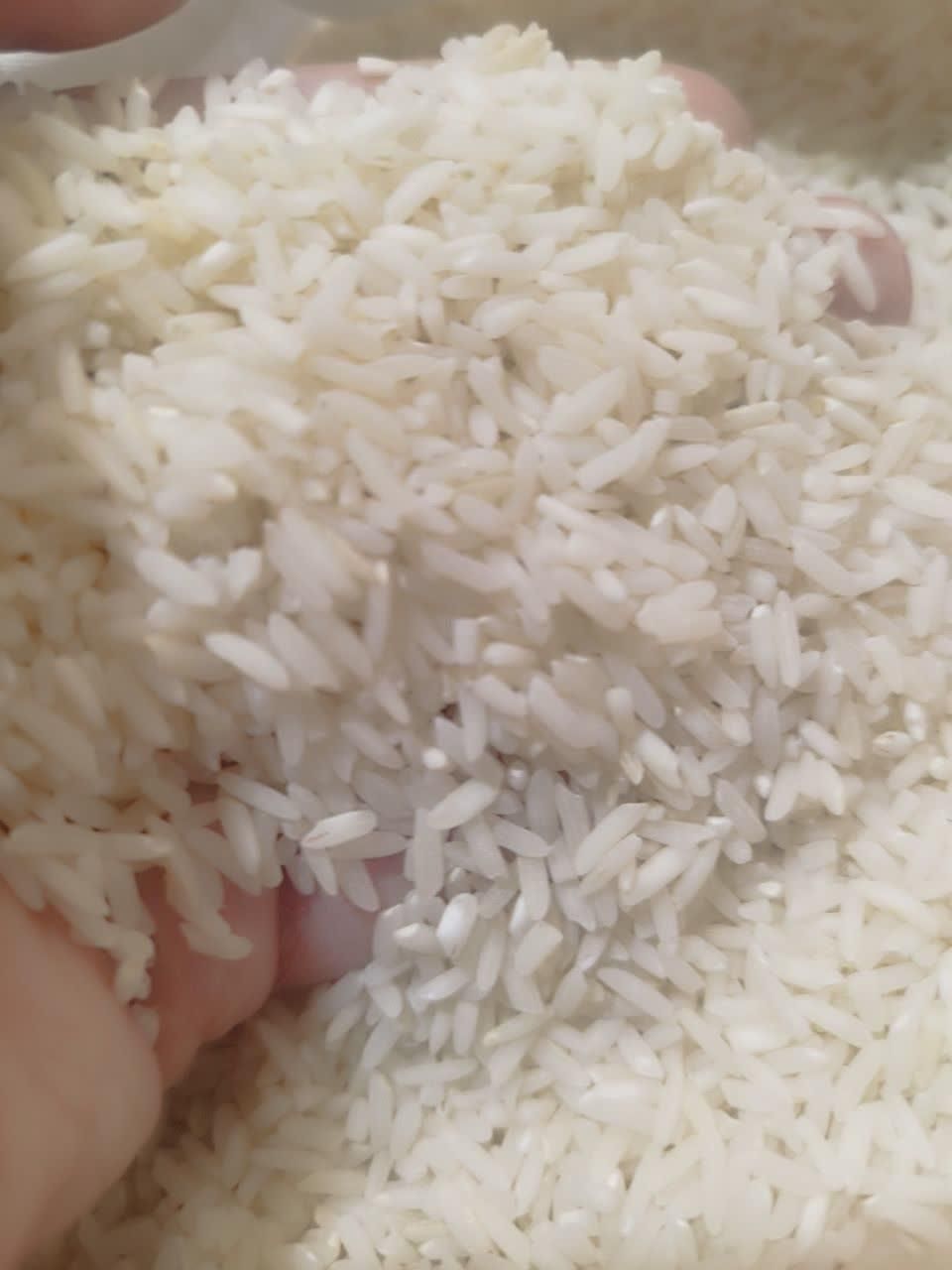 برنج ایرانی، بی واسطه از شالیکار بخرید|خوردنی و آشامیدنی|مشهد, عبادی|دیوار