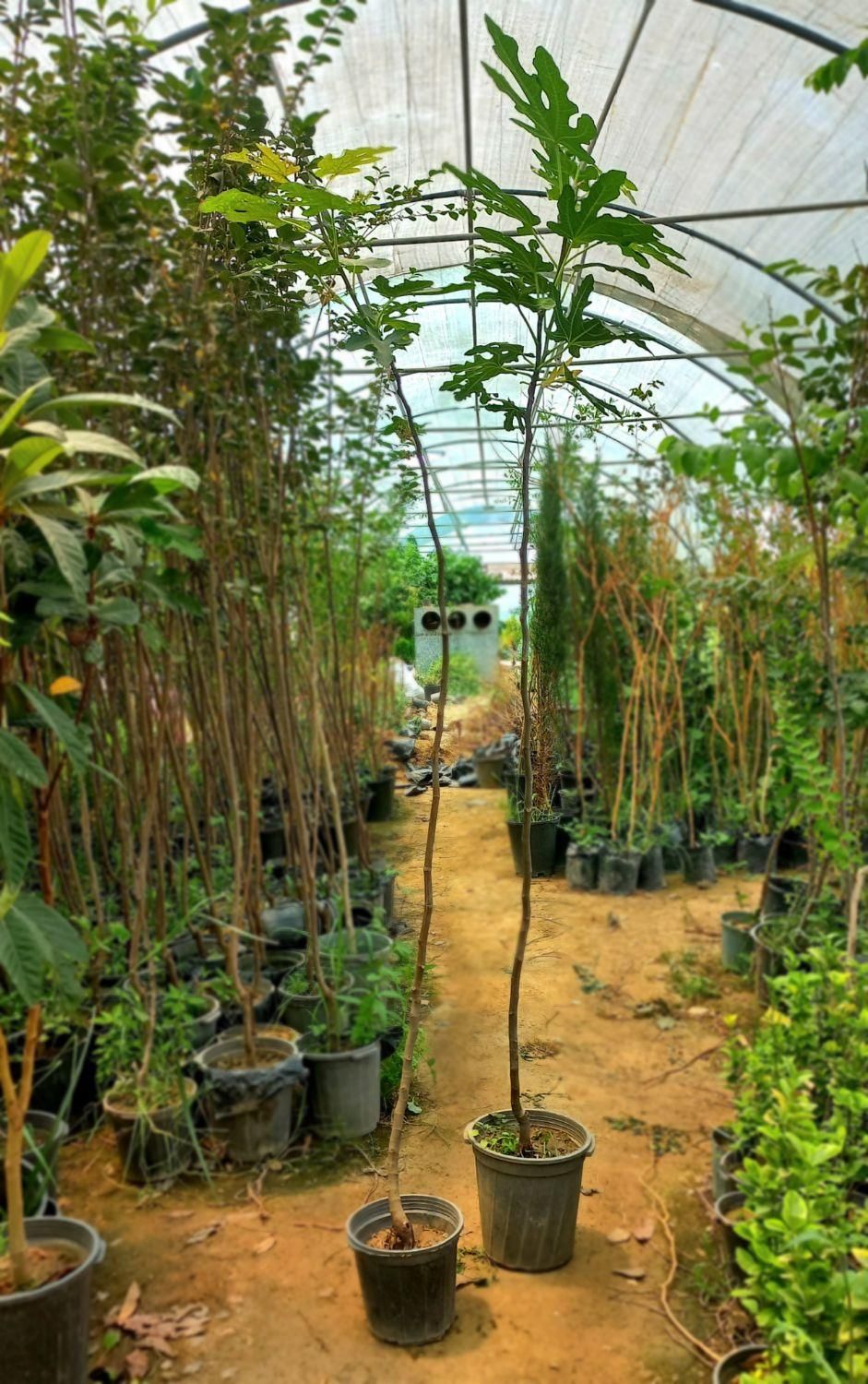 انجیر|گل و گیاه طبیعی|مشهد, امیرآباد|دیوار