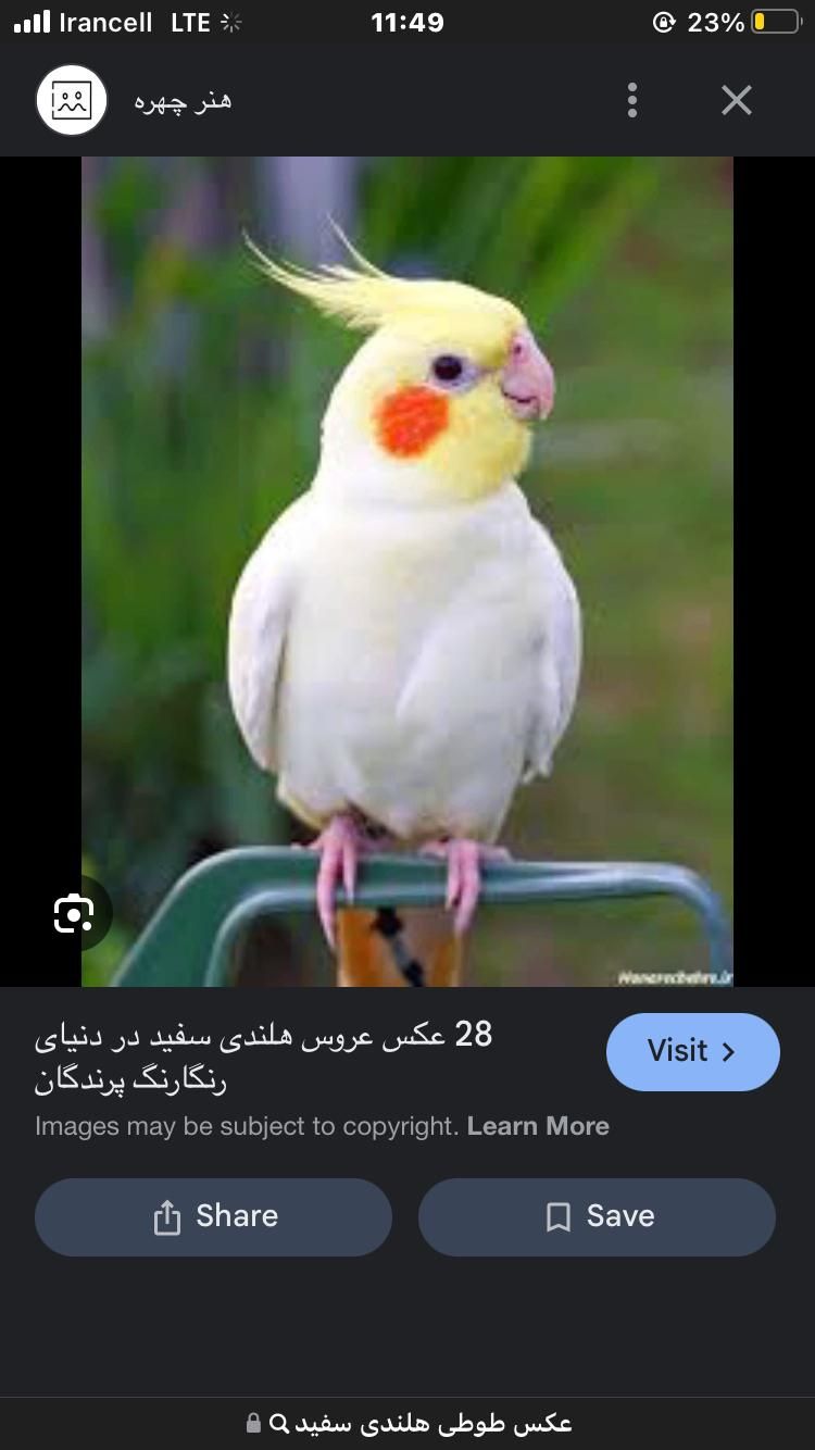 طوطی هلندی|پرنده|کرج, مصباح|دیوار