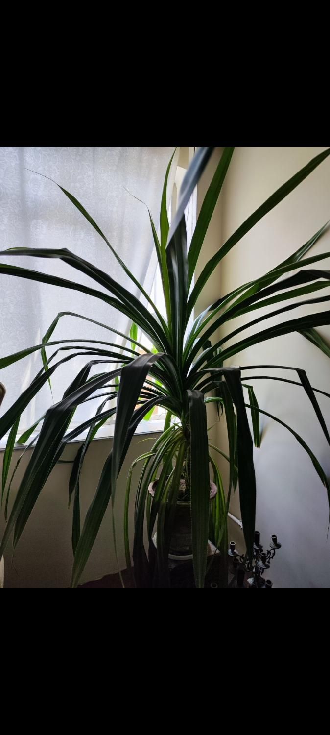 گل پاندانوس|گل و گیاه طبیعی|تبریز, |دیوار