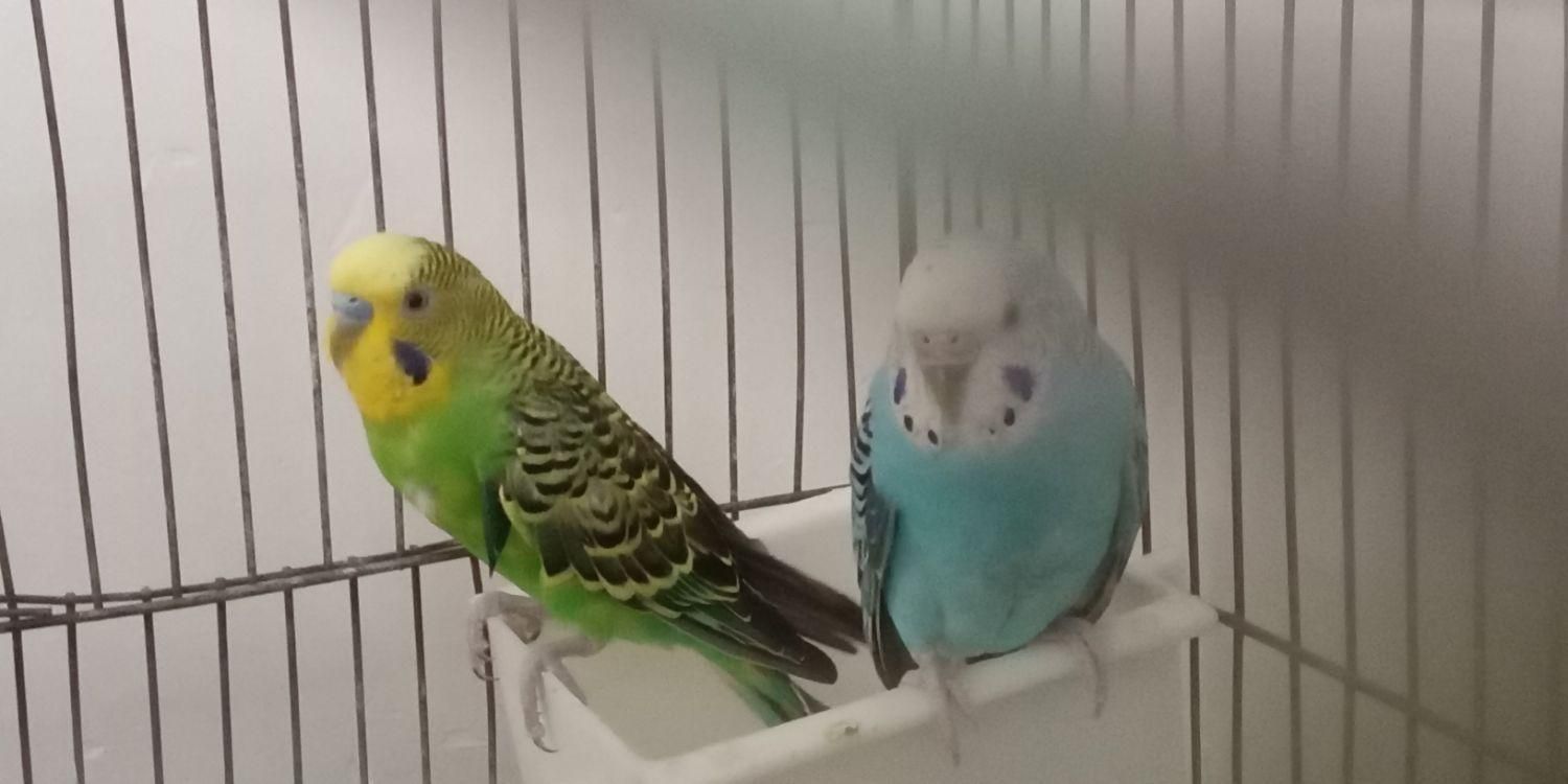 فقط تماس پاسخگو هستم جفتش ۲۹۰|پرنده|بیجار, |دیوار