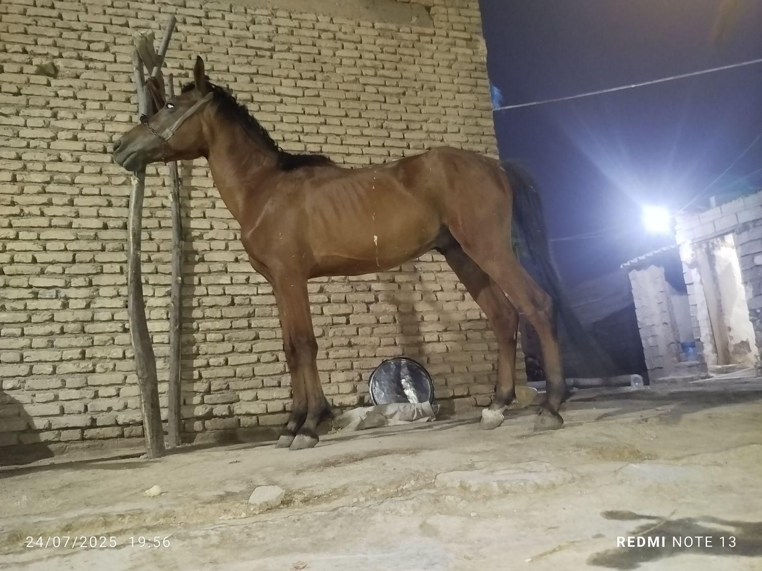 اسب|اسب و تجهیزات اسب‌سواری|حمیدیه, |دیوار
