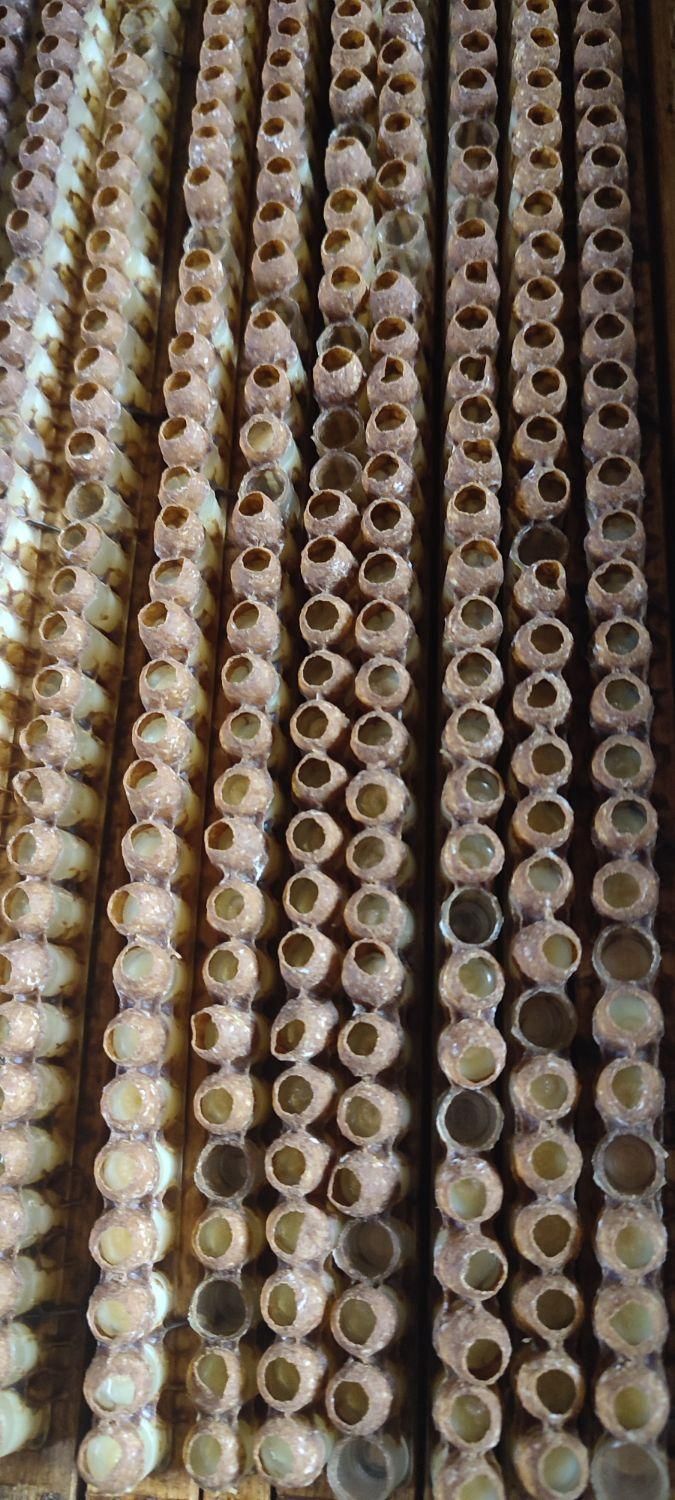 فروش ژل رویال|خوردنی و آشامیدنی|رحیمآباد, |دیوار