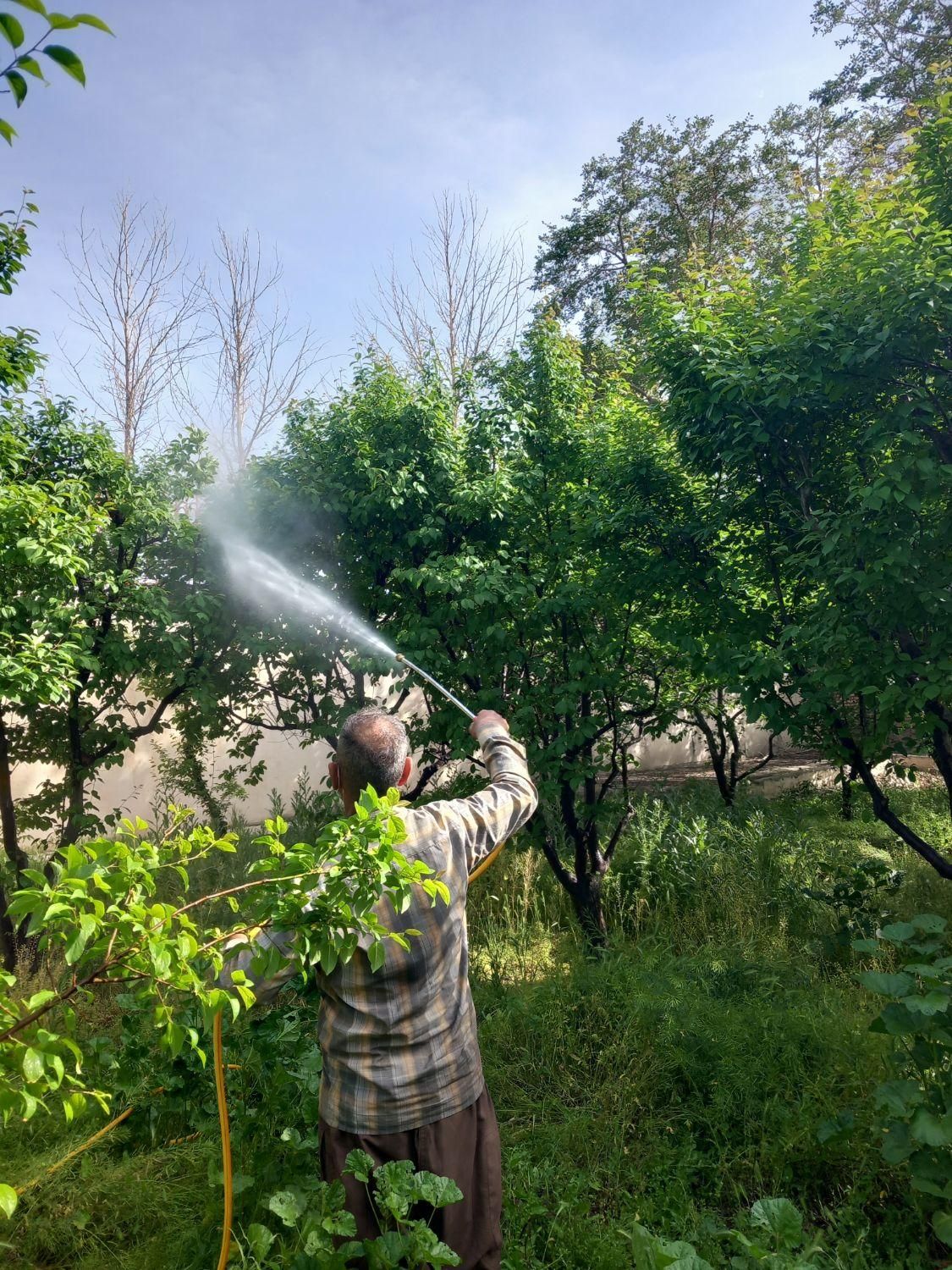 باغبانی و سمپاشی درختان در تمام نقاط شهر|خدمات باغبانی و درختکاری|مشهد, توس (بلوار توس)|دیوار