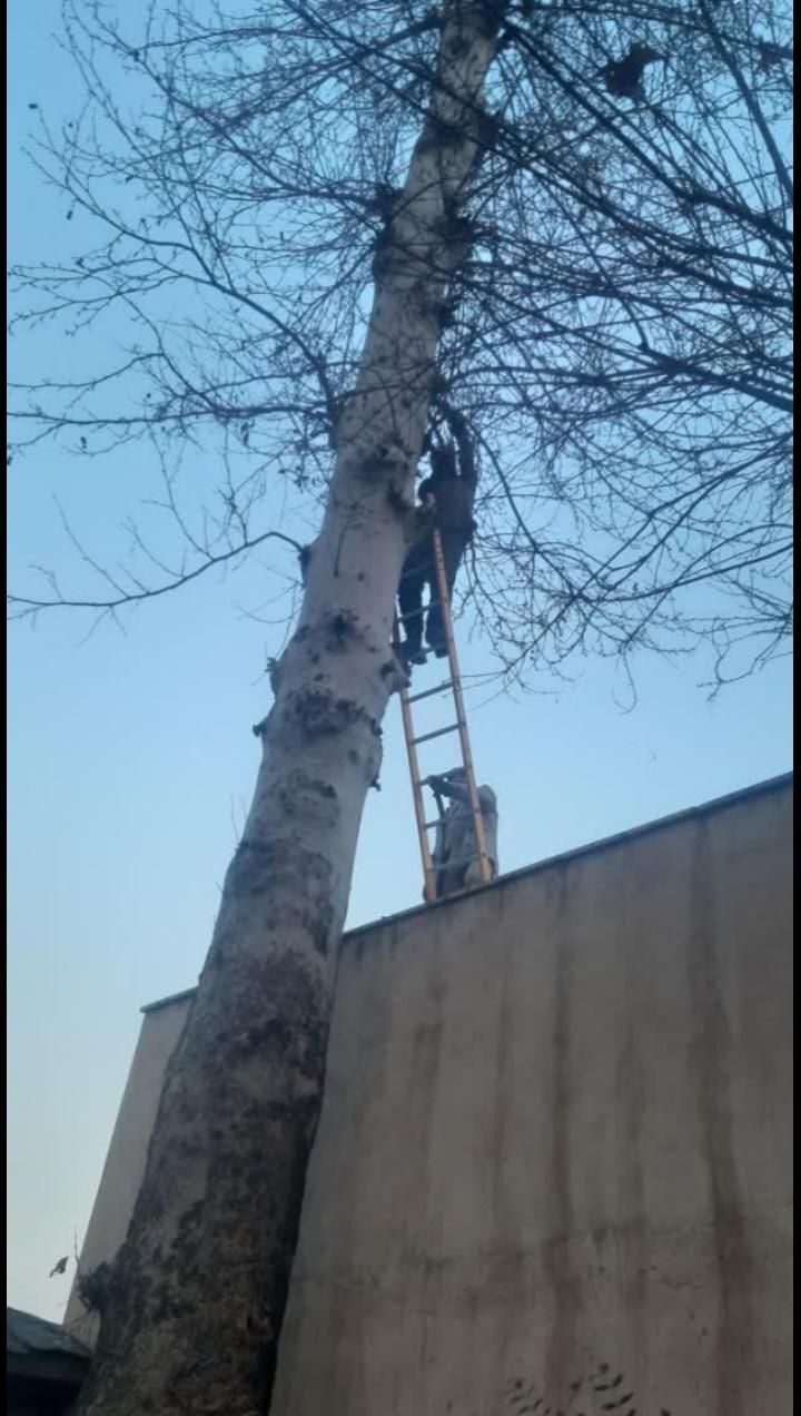 باغبانی سمپاشی تمام نقاط تهران‌وحومه|خدمات باغبانی و درختکاری|تهران, تهران‌نو|دیوار