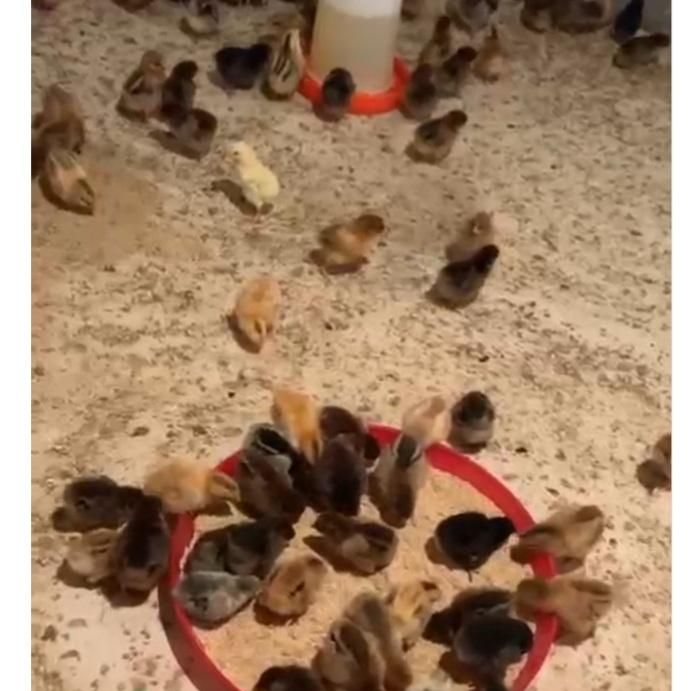 20000|حیوانات مزرعه|خاش, |دیوار