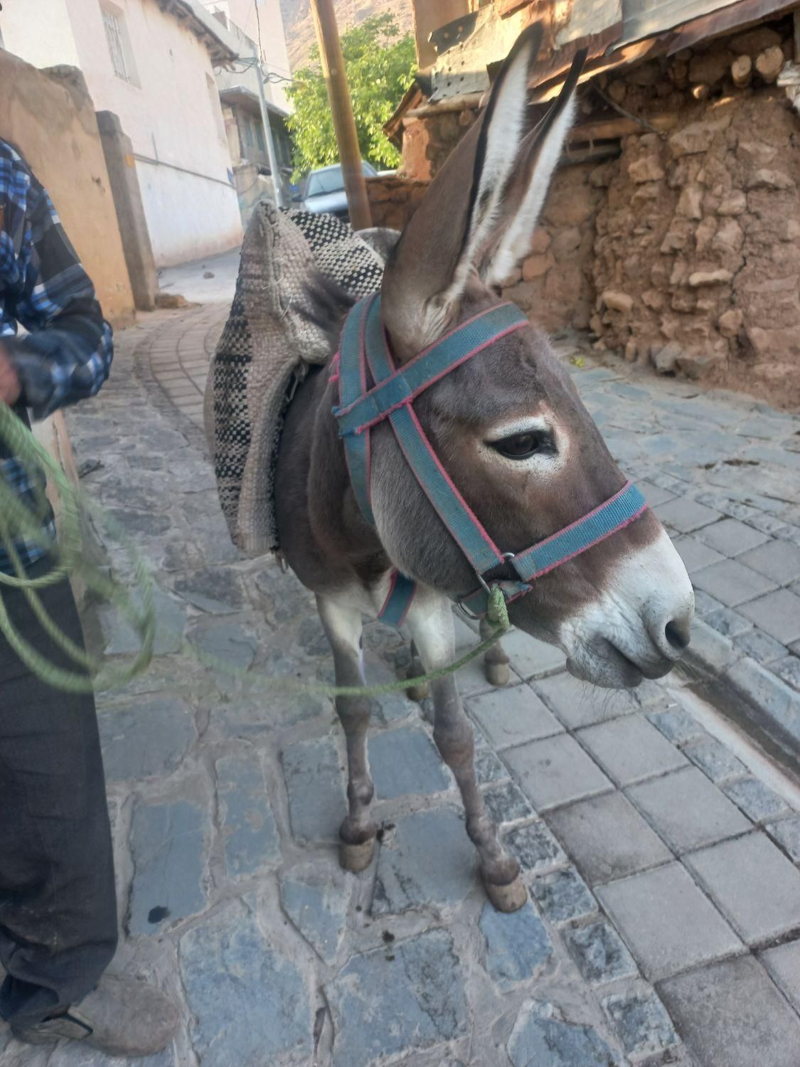 الاغ نر|حیوانات مزرعه|لواسان, |دیوار