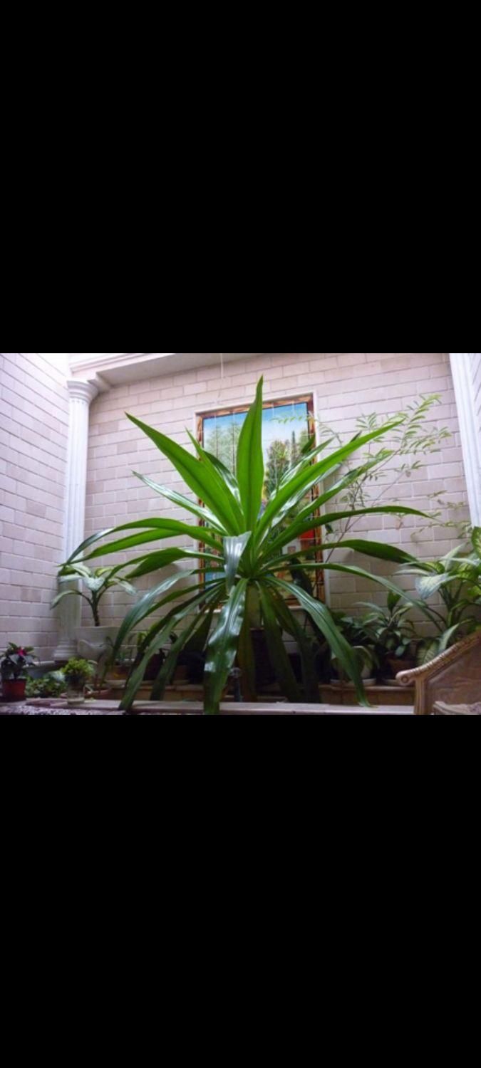 گل بزرگ ده ساله|گل و گیاه طبیعی|مرودشت, ثبت احوال|دیوار