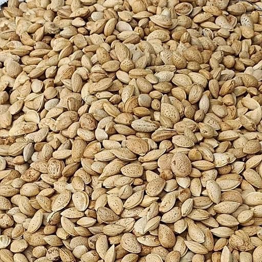 خریداری انواع بادام بصورت نقد|خدمات باغبانی و درختکاری|شهرکرد, |دیوار