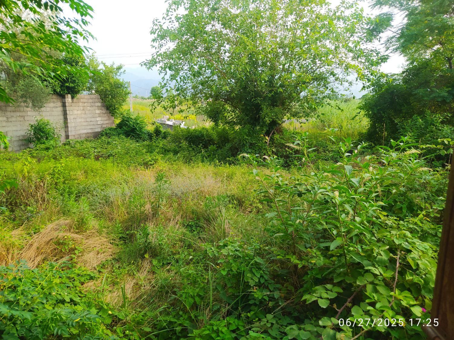 زمین مسکونی کلاچای نوده|فروش زمین و ملک کلنگی|کلاچای, |دیوار
