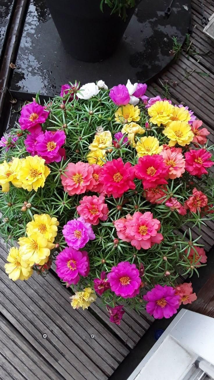 بذر/فضای سبز/سبزیجات/شهرداری/باغچه|گل و گیاه طبیعی|تهران, پونک|دیوار