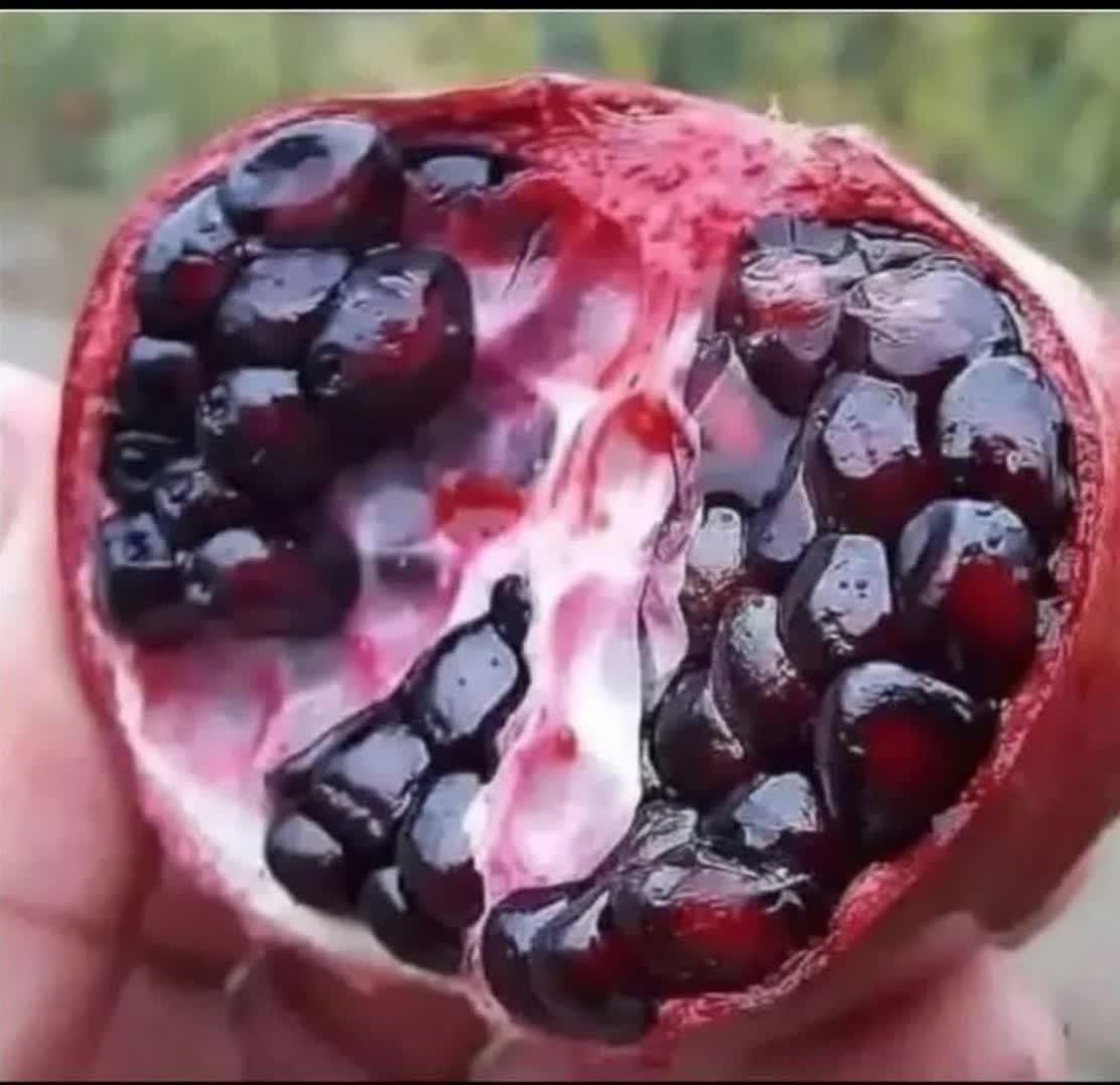 نهال  پیوندی گلدانی  قوی در نهالستان یاس نسترن|خدمات باغبانی و درختکاری|بیرجند, |دیوار