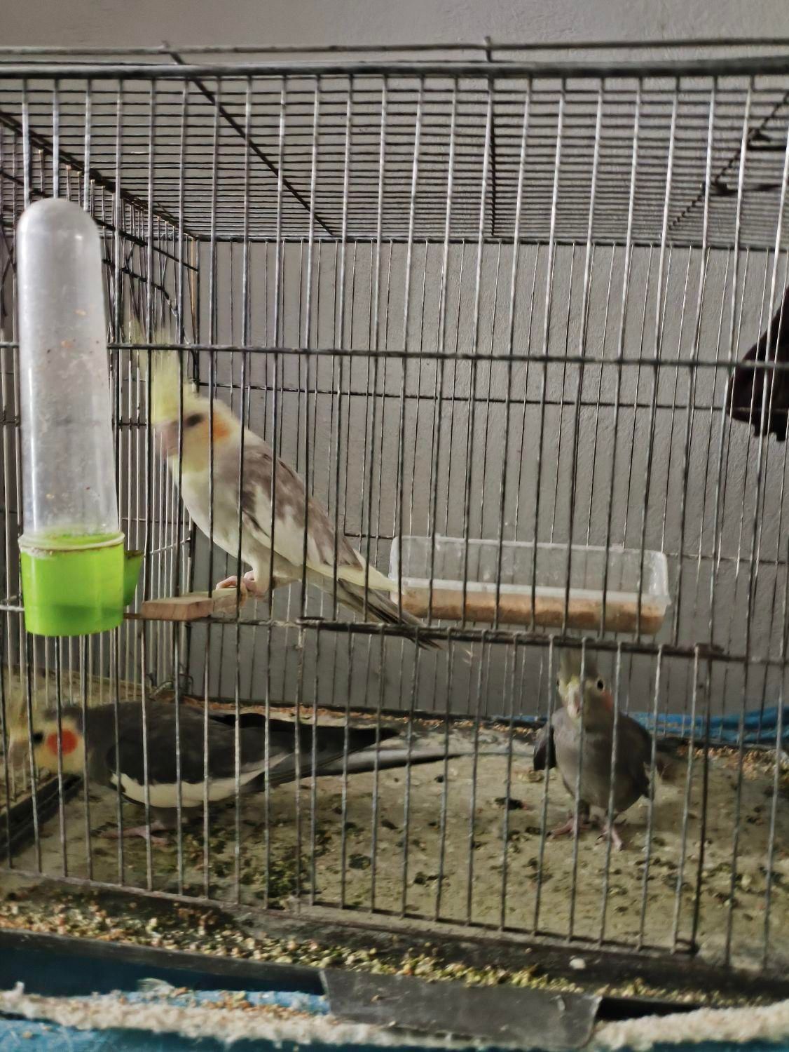 عروس هلندی|پرنده|مینودشت, |دیوار