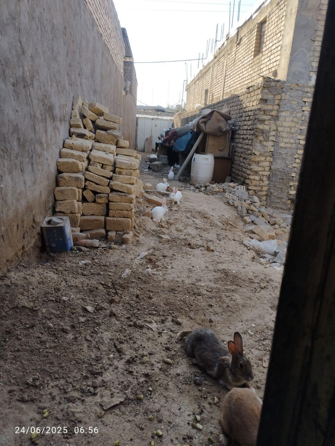 خرگوش نروماده|موش و خرگوش|کرخه, |دیوار