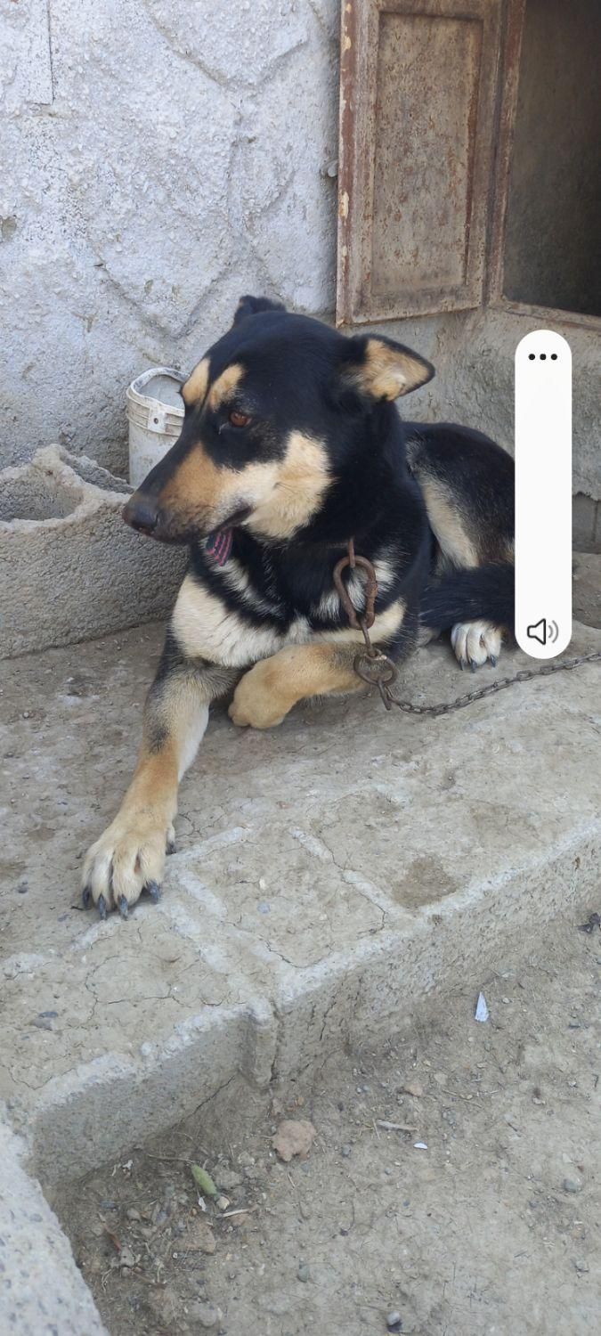 ماده ۳ ساله دوبرمن .توافقی.|سگ|اصفهان, بهارستان|دیوار