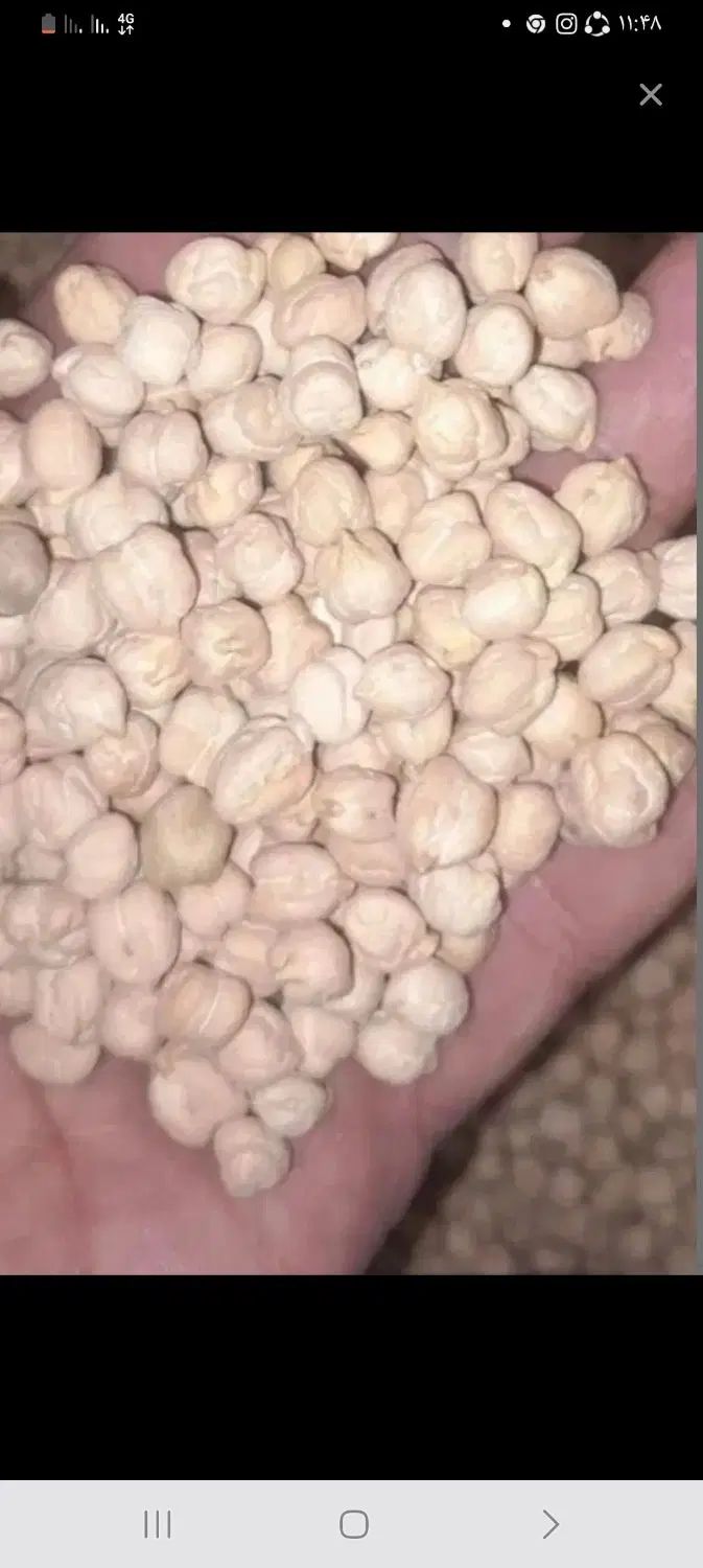 نخود|خوردنی و آشامیدنی|کرج, حیدرآباد|دیوار
