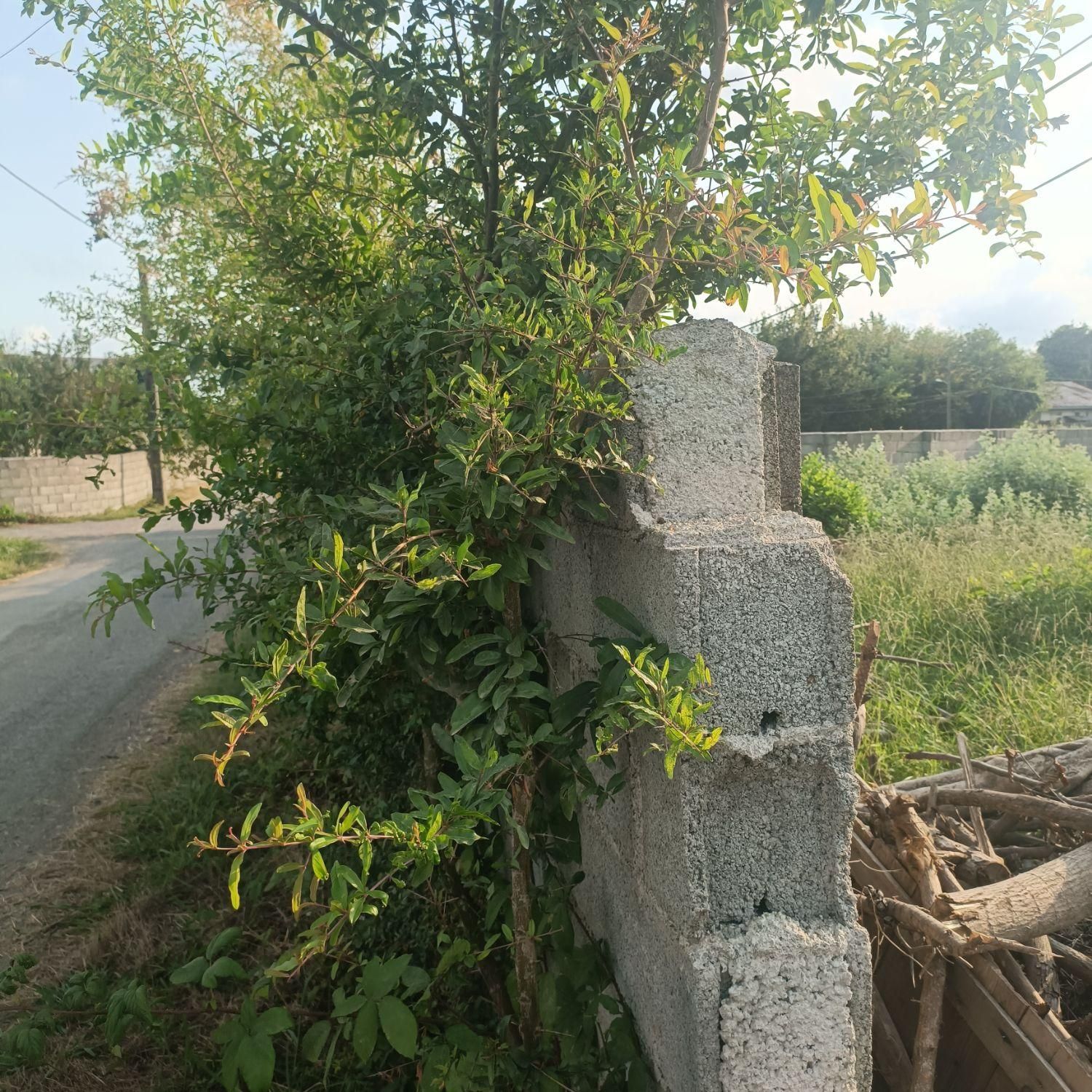 زمین مسکونی به مساحت ۲۵۰متر سند تک برگ|فروش زمین و ملک کلنگی|رضوانشهر, |دیوار