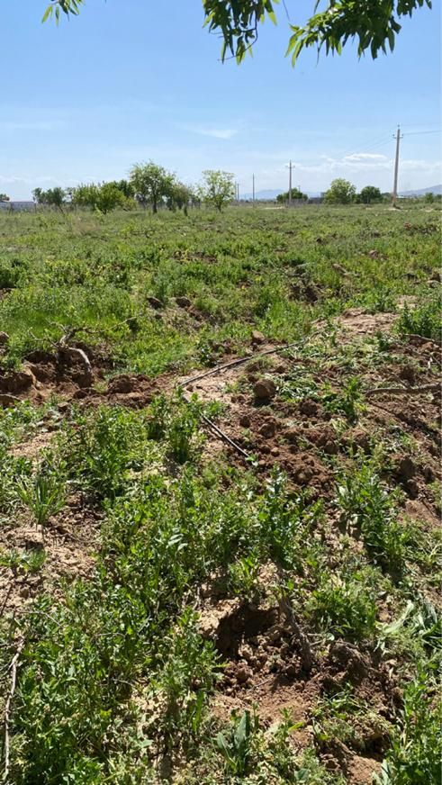 فروش باغ انگور بارده ۱۰۰۰ متری در تاکستان|فروش دفتر صنعتی، کشاورزی، تجاری|کرج, حصارک بالا|دیوار