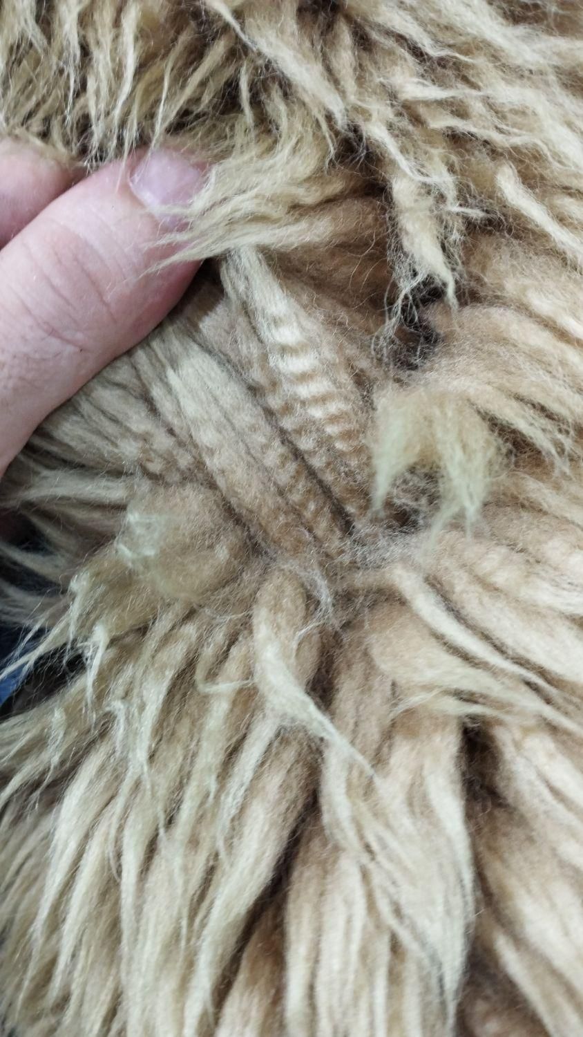 پوست گوسفند مرینوس ( خارجی )|صنایع دستی و سایر لوازم تزئینی|میانه, |دیوار