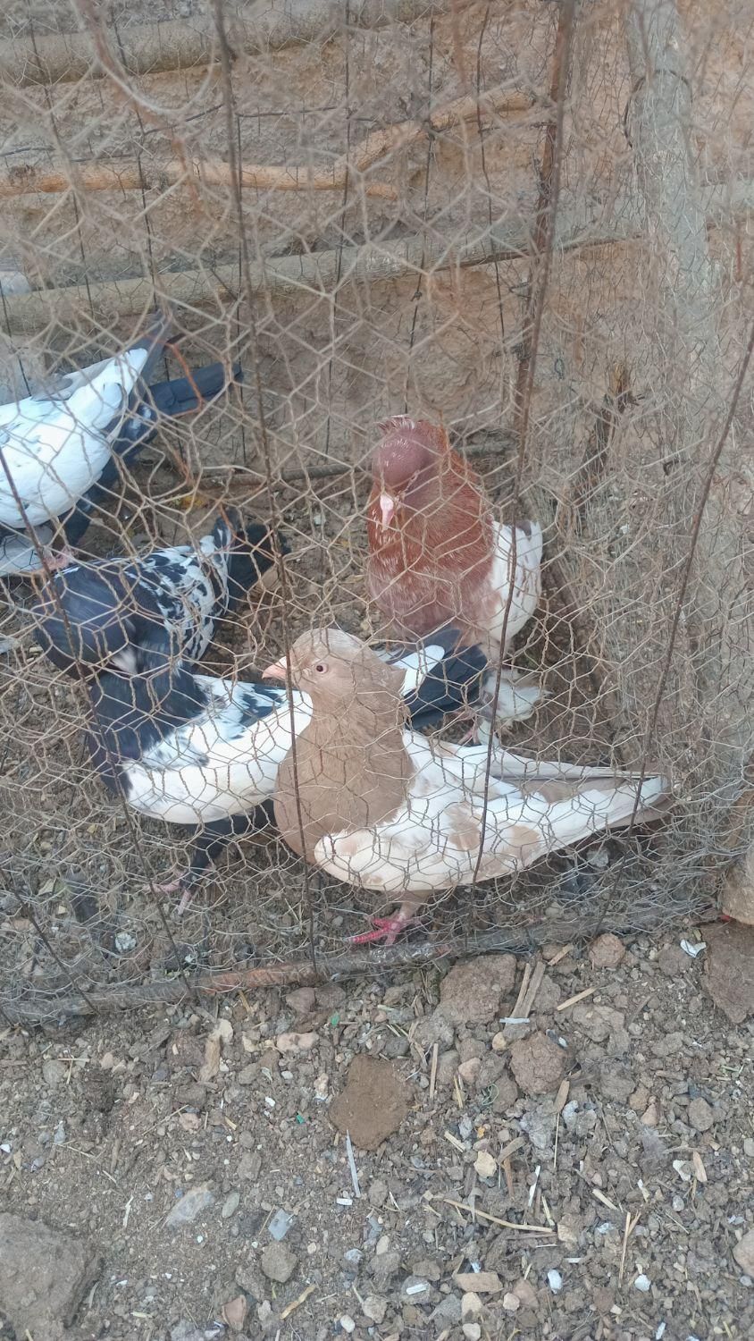 کبوتر سینه ای|پرنده|داران, |دیوار