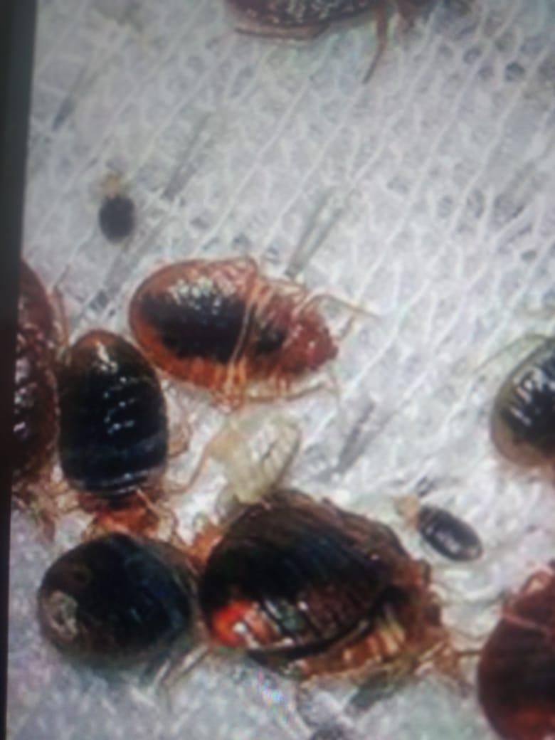 سمپاشی کنه ساس سوسک تضمینی|خدمات نظافت|مشهد, کوی سیدی|دیوار