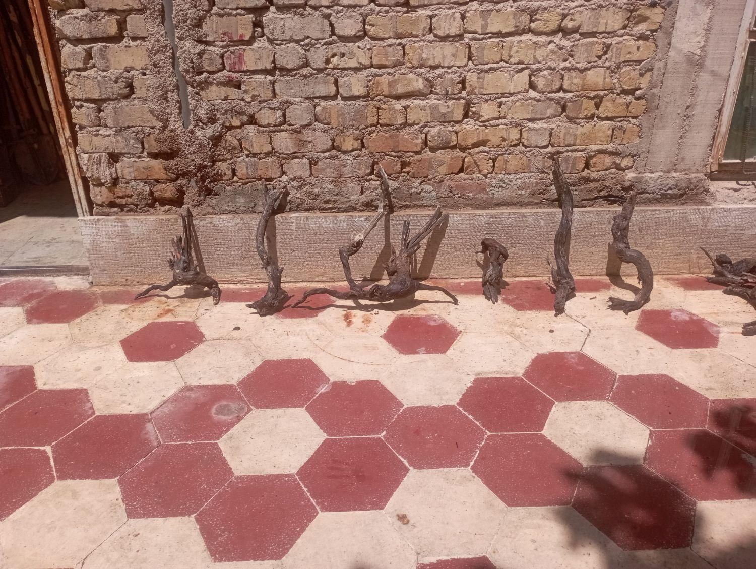 ریشه و تنه درخت آبنوس|ماهی|شیراز, شهرک سراج|دیوار