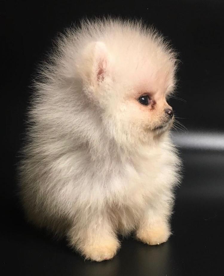 واگذاری توله سگ خرسی تیکاپ|سگ|شیراز, فرهنگ شهر|دیوار