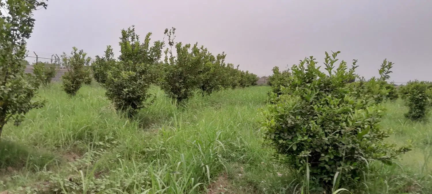 فروش باغ ۵۷۰۰متری در دزفول روستای شوهان علیا|فروش دفتر صنعتی، کشاورزی، تجاری|دزفول, |دیوار