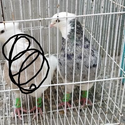 کفتر طوقی|پرنده|طبس, |دیوار