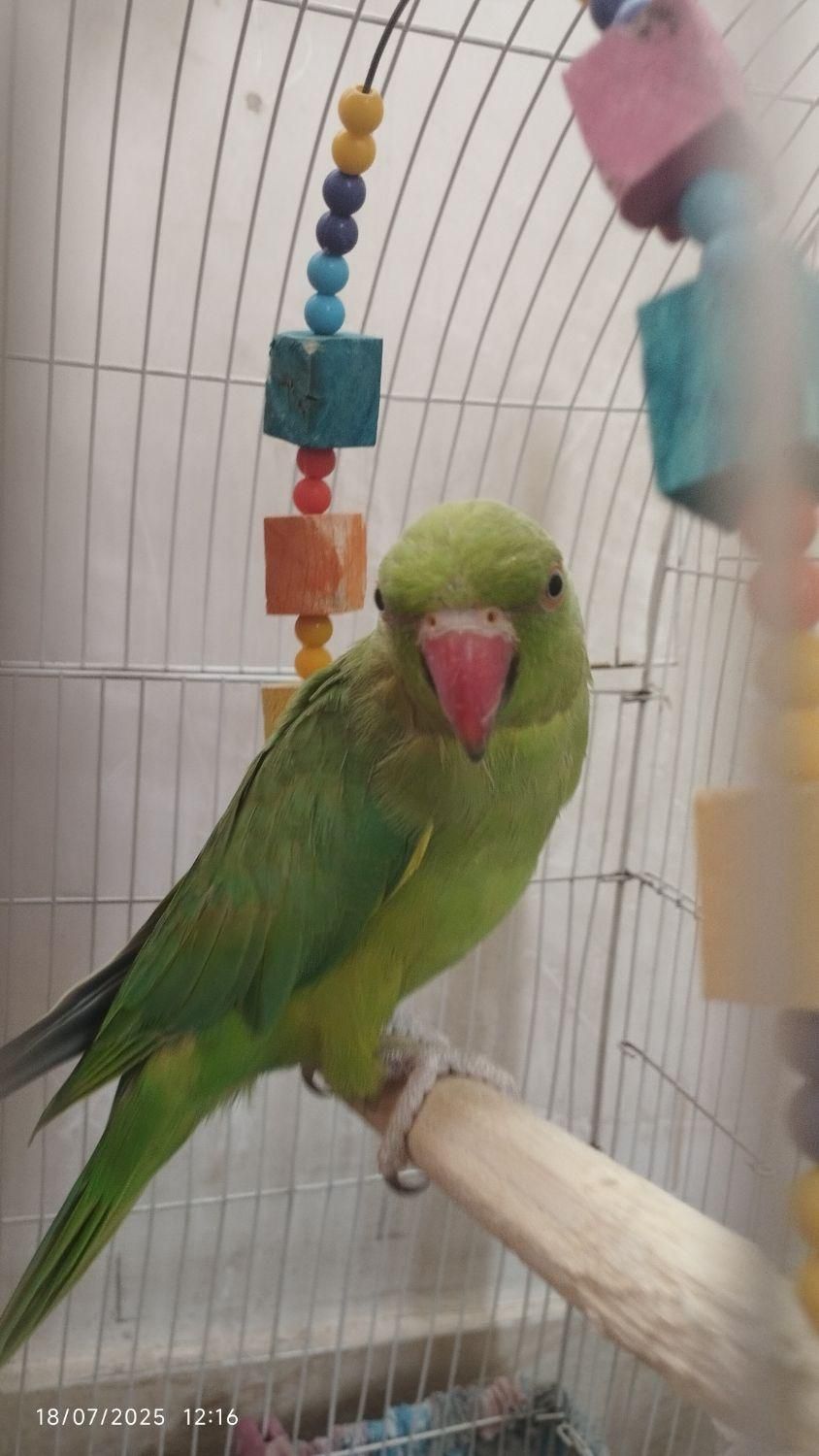 طوطی منلگو|پرنده|نسیمشهر, |دیوار