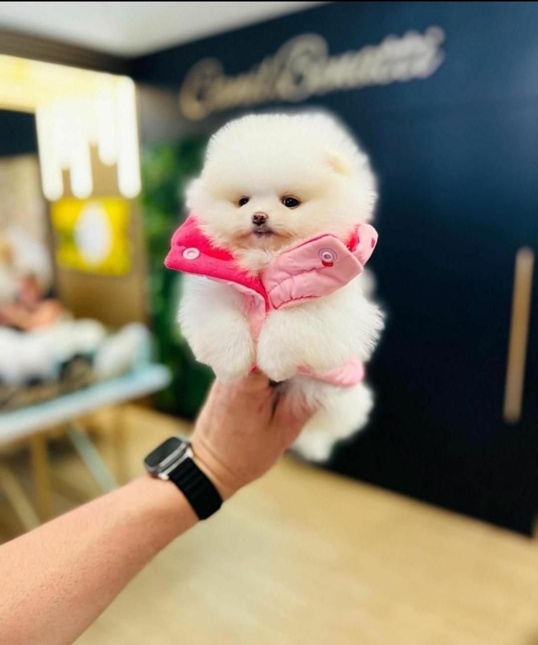 پرورش تخصصی نژاد پامر.پامرانین خرسی عروسکی|سگ|شیراز, فرهنگ شهر|دیوار