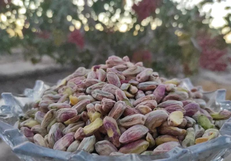 مغز پسته اکبری اعلاء امسالی محصول کشاورز|خوردنی و آشامیدنی|مشهد, کوه سنگی|دیوار
