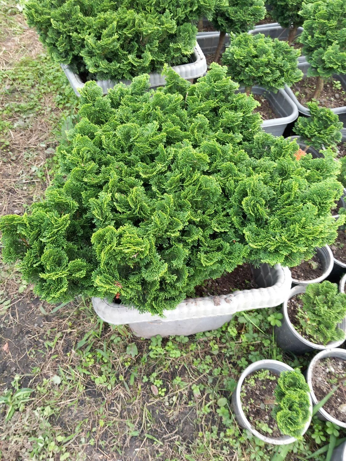 گل.گیاه|گل و گیاه طبیعی|تنکابن, |دیوار