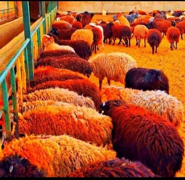 گوسفند با شرایط وویژه چکی و اقساط××زنده|حیوانات مزرعه|مشهد, کشاورز|دیوار
