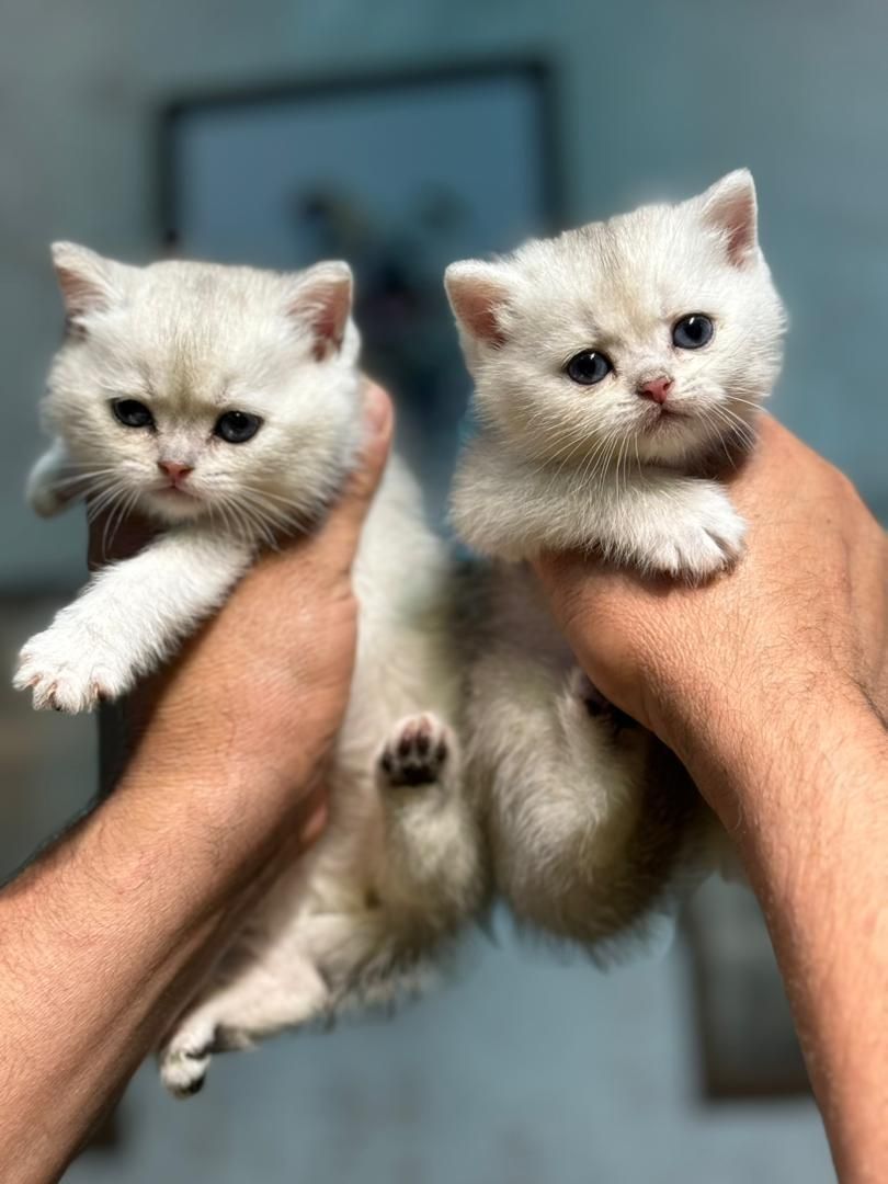 فروشگاه گربهها ( پرشین / بریتیش / اسکاتیش )|گربه|شیراز, ارم|دیوار