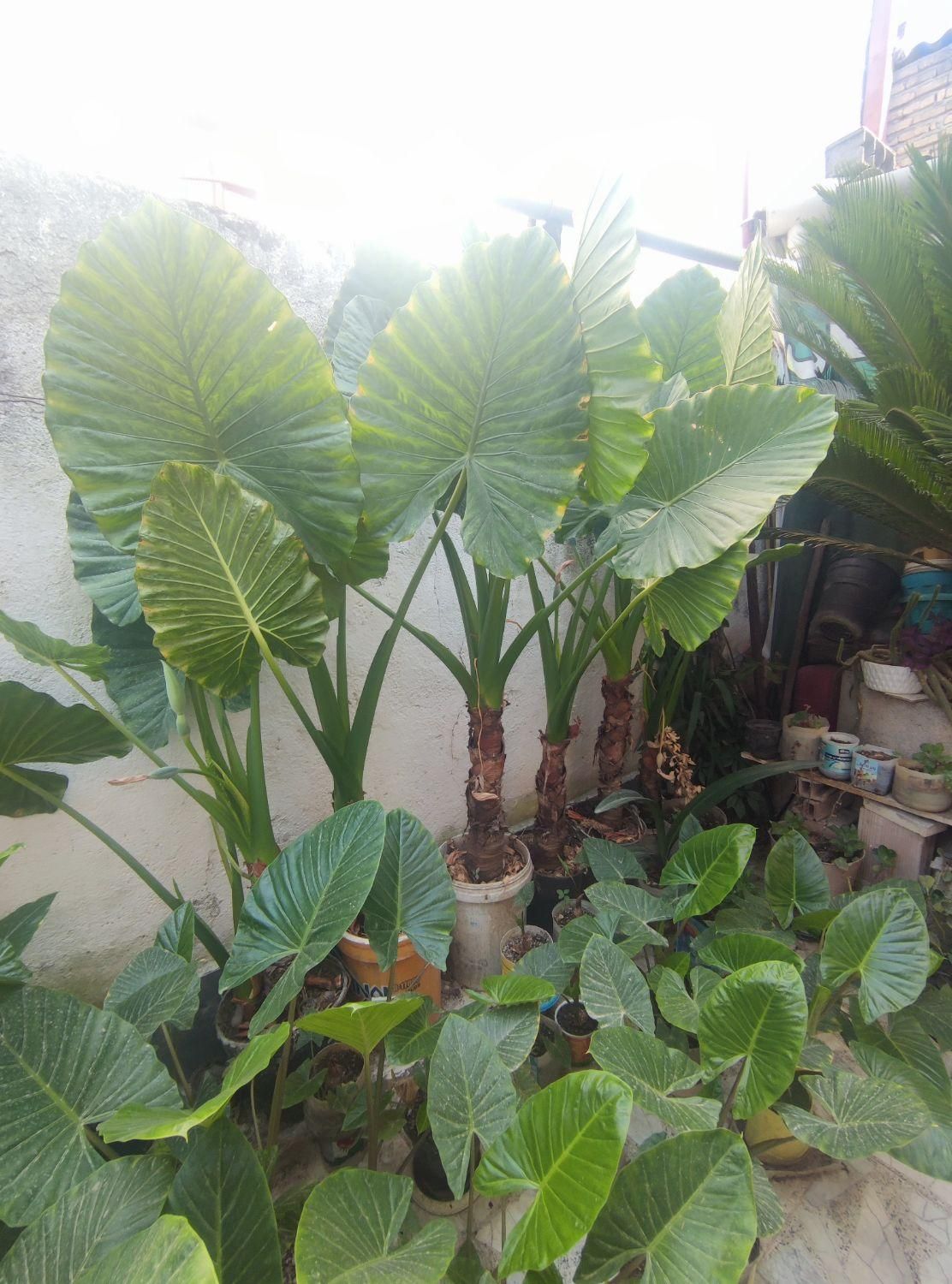 فروش گل بابا آدم به صورت تک و عمده به قیمت عمده|گل و گیاه طبیعی|بابل, |دیوار